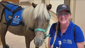 'It really reduces stress': Non-profit uses miniature horse to give back to others