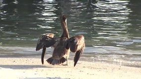 Fishing line, hooks leading cause of brown pelican deaths, officials say