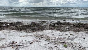 Seagrass meadows in Tampa Bay see 'significant' decline over last four years