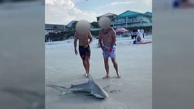 Video: Men catch shark at Florida beach, stab it in the head -- here's why it's legal