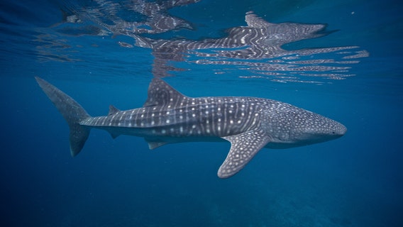 National Whale Shark Day celebrates largest fish in the world