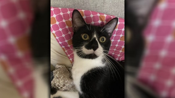 Pasco deputy arrested for stomping ex-girlfriend's cat to death, Tampa police say