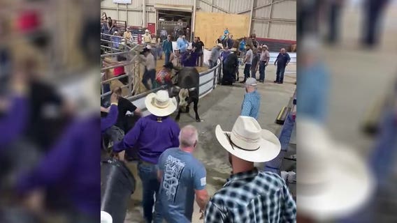 Man in wheelchair shoved by bull who escaped pen at Florida State Fairgrounds