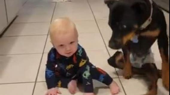 Video: Paralyzed Florida dog shows baby how to crawl in viral TikTok