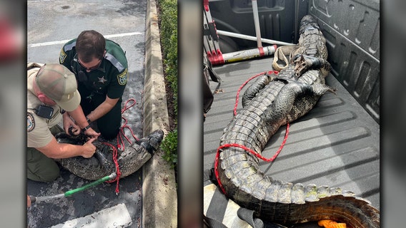 Alligator hogtied after wandering into Wendy's parking lot