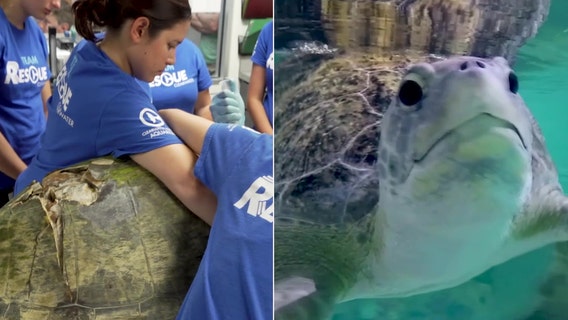 CMA seeing unusually high amount of sea turtles with boat strike injuries