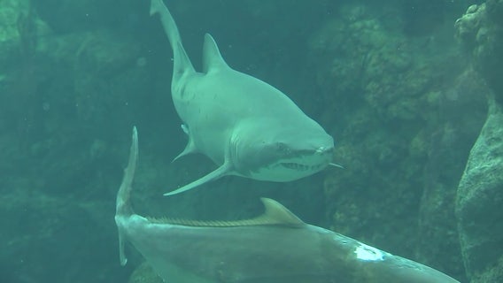 Three shark attacks reported in Florida in less than a week