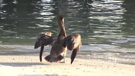 Florida wildlife officials considering new rules to protect seabirds at Skyway Fishing Pier