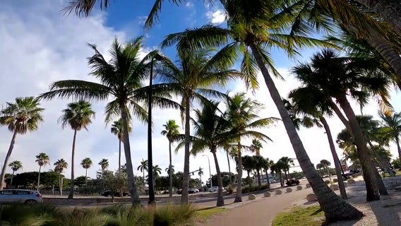 University of Florida scientists develop way to detect disease killing palm trees