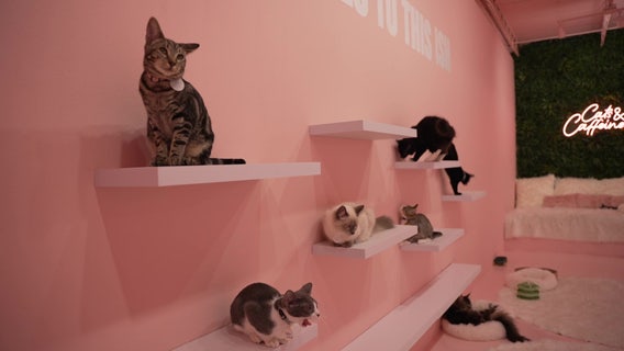 First cat café in Tampa provides safe space for rescue cats in need of forever home