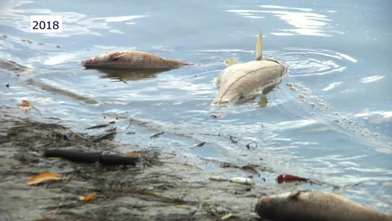 Some people susceptible to neurological effects of red tide, new study suggests