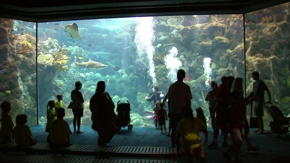 $40 million Florida Aquarium expansion to go towards enhancing experience, bringing in new animals