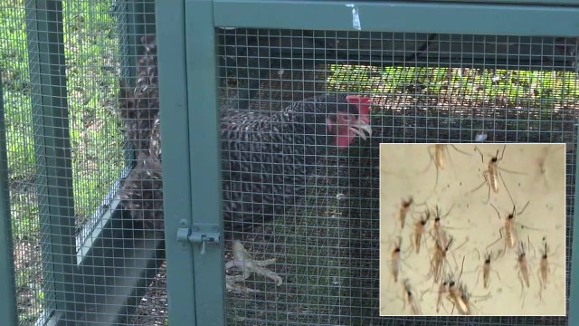 West Nile Virus in Sarasota chickens sound warning bell on mosquito-borne illness