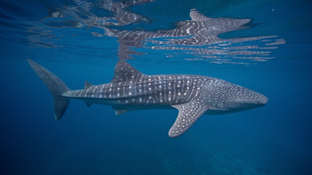 National Whale Shark Day celebrates largest fish in the world