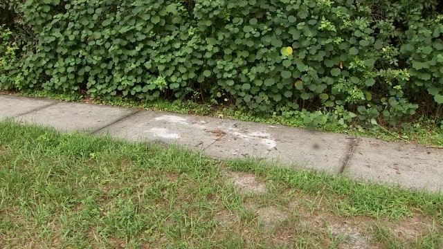 Brandon residents find several decapitated birds in neighborhood