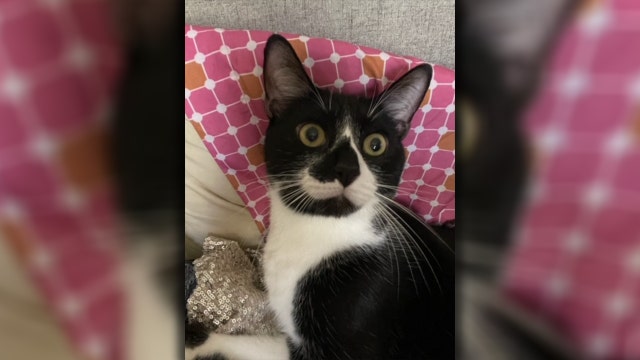 Pasco deputy arrested for stomping ex-girlfriend's cat to death, Tampa police say