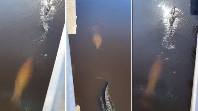 Watch: Manatee swims behind alligator as pair peacefully co-exist at Myakka River State Park