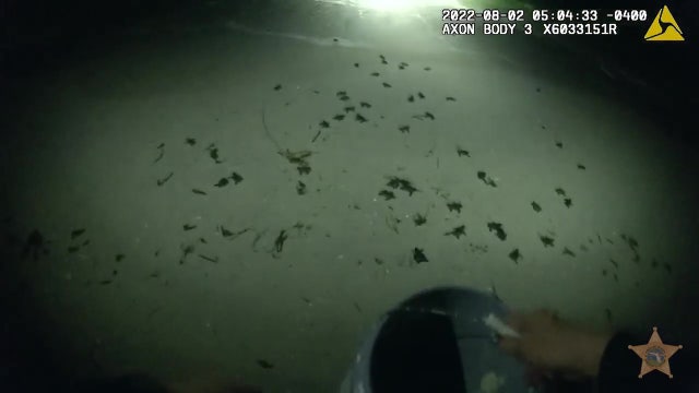 Pinellas deputies rescue lost sea turtle hatchlings found wandering at St. Pete Beach hotel property