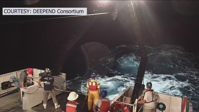 USF biologist discovers new marine life species while studying 2010 oil spill impacts in the Gulf of Mexico