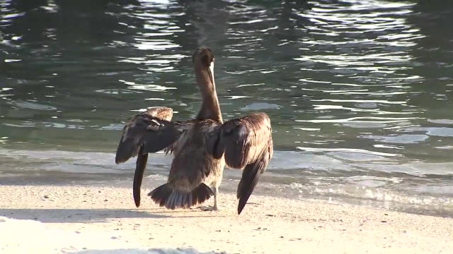 Florida wildlife officials considering new rules to protect seabirds at Skyway Fishing Pier