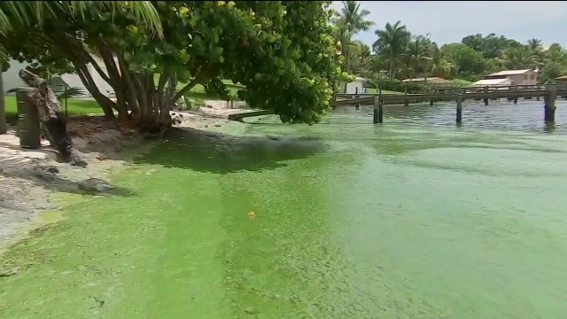Environmental advocates say Florida isn't doing enough to prevent toxic algae blooms
