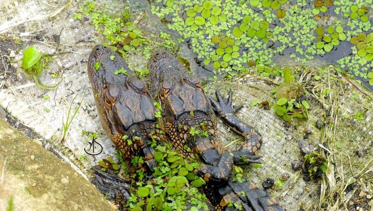 alligator hugging