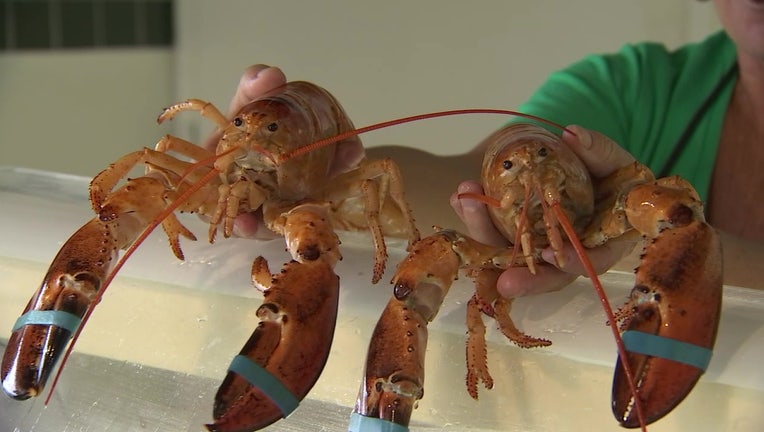 Photo: Two rare orange lobsters were found in the same shipment to Whitney's Seafood Market in Hudson, Florida.