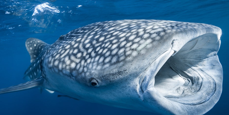 National Whale Shark Day celebrates largest fish in the world