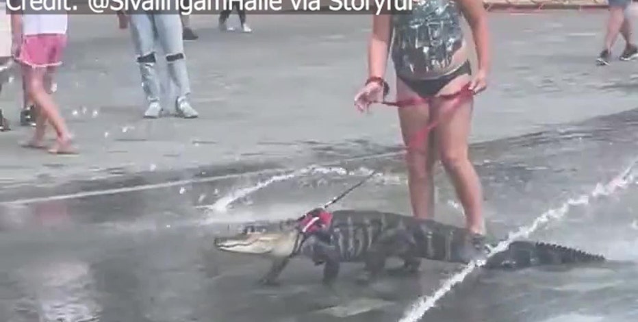 Watch: Girl walks alligator on leash through splash pad on hot day