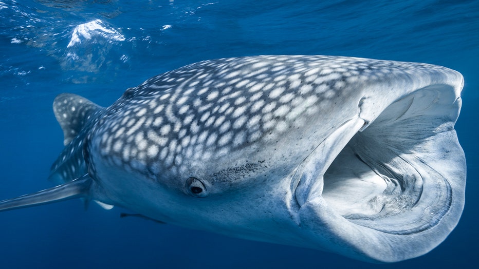 Photo: Whale shark eating plankton