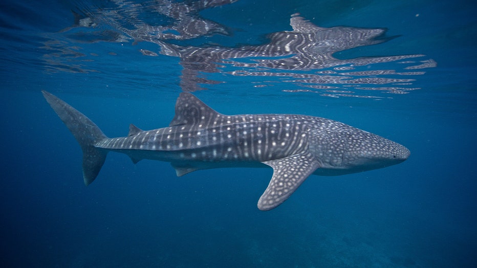 Photo: A whale shark swims in the blue water of the Bohol Sea