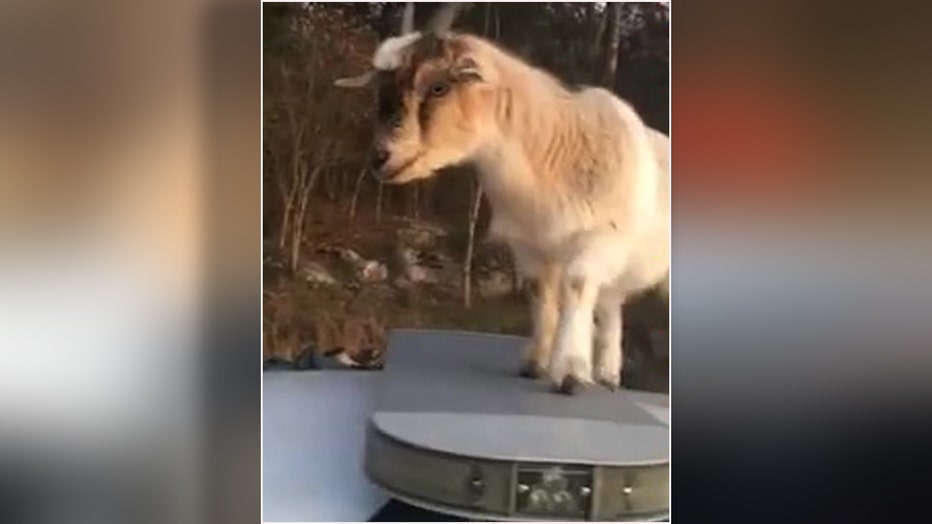 A goat stomps on the roof of a patrol car in Alabama while another goat eats paperwork inside.