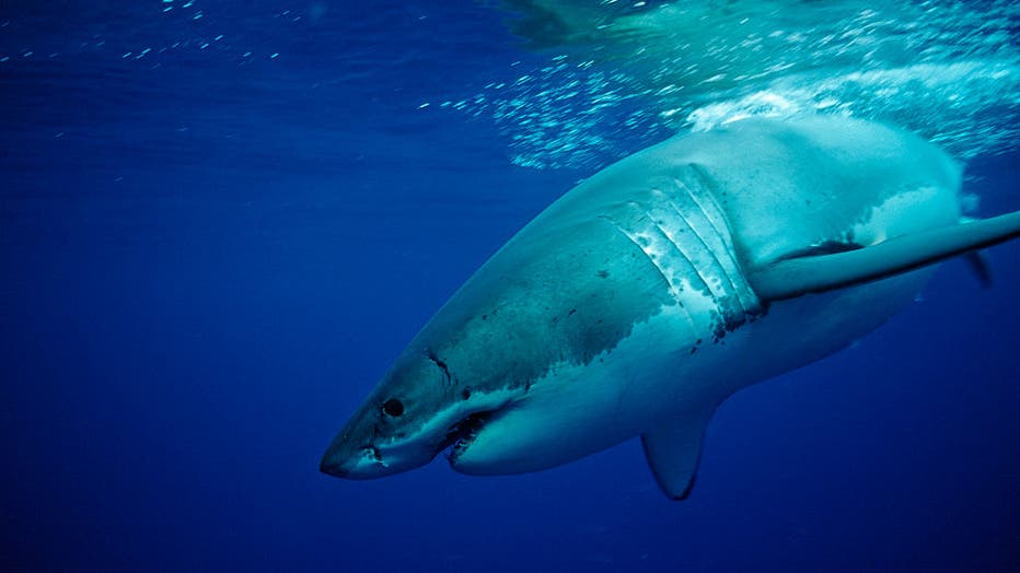 FILE - Great White Shark in the Pacific Ocean. (Photo by Reinhard Dirscherl/ullstein bild via Getty Images)