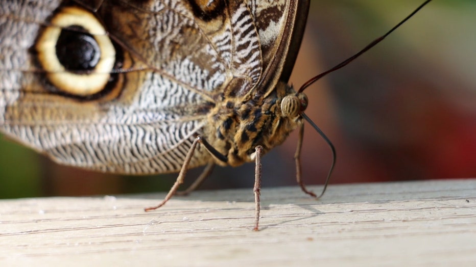 Photo: Close-up of butterfly at Florida Museum of Natural History.