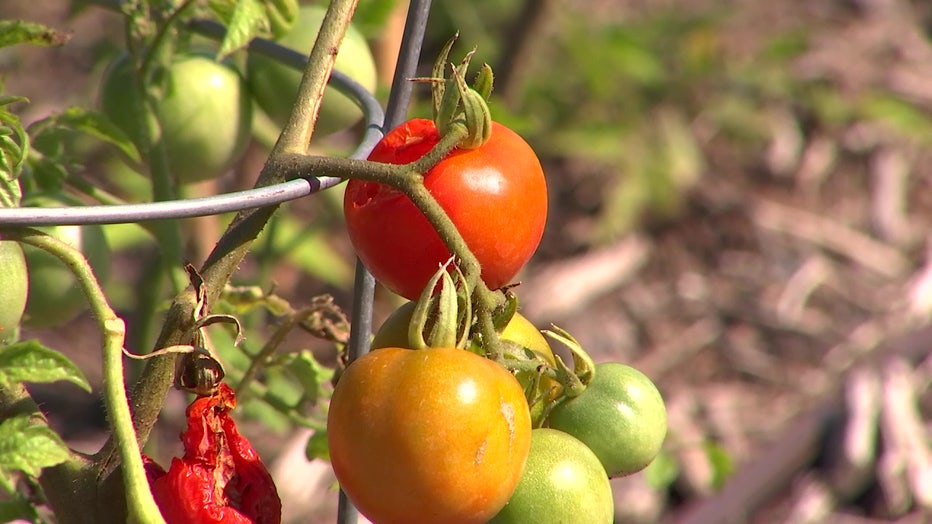 Tomatoes and other fruits and vegetables grown at Wunder Farms garden in St. Petersburg go to people in need.