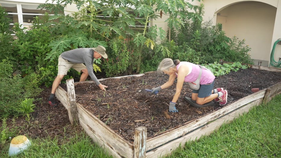 Volunteers with Wunder Farms garden in St. Petersburg grow fruits and vegetables for people in need. 