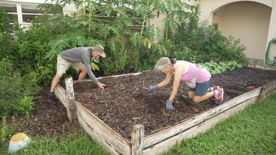Volunteers with Wunder Farms garden in St. Petersburg grow fruits and vegetables for people in need.