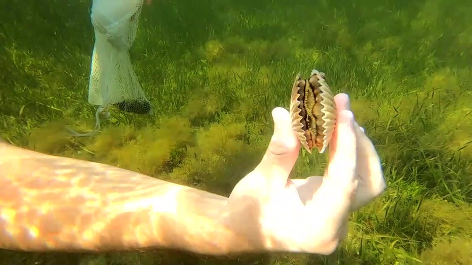 Snorkeler finds a scallop in the Homosassa River.