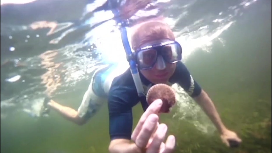 Snorkeler shows off a scallop found in the Homosassa River. 