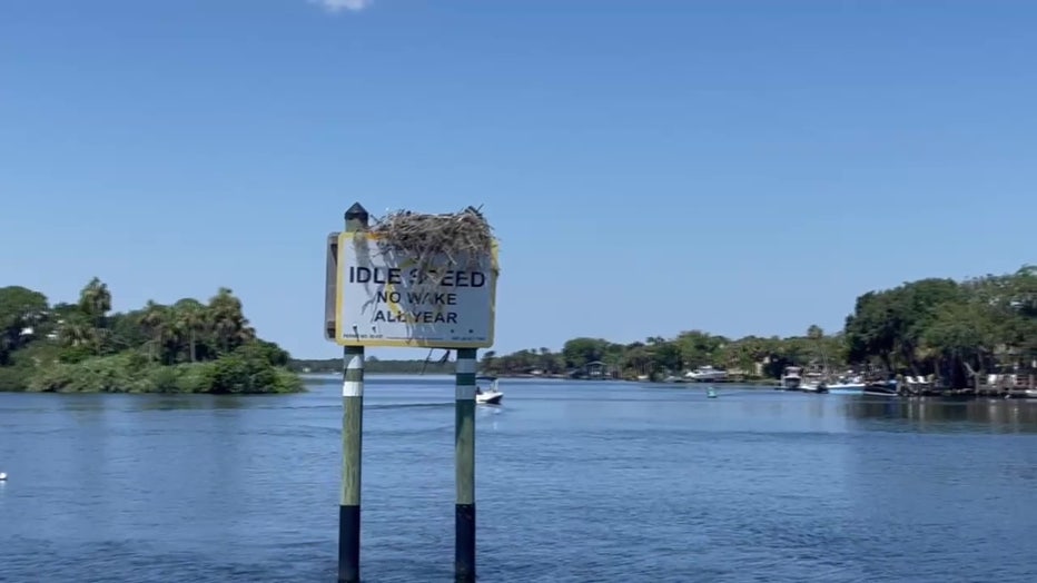 An osprey nest sits atop a channel marker in the Homosassa River. 