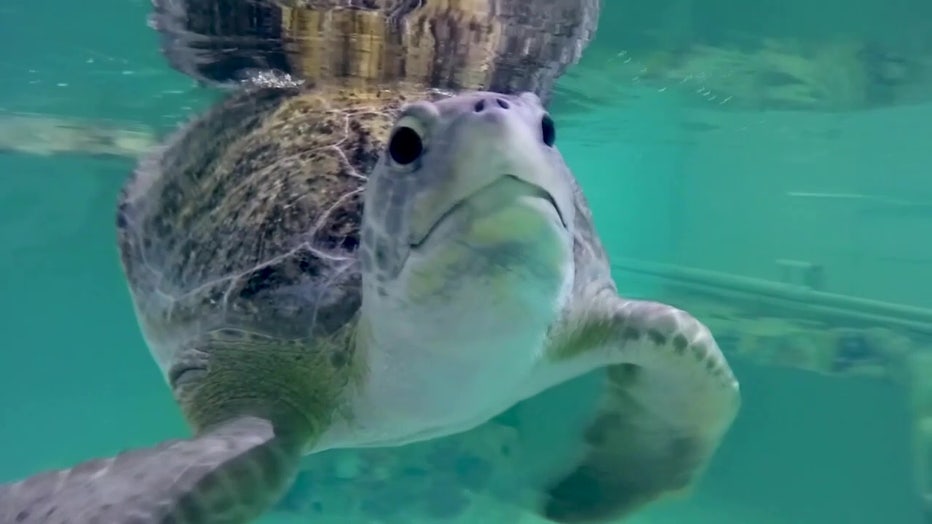 The Clearwater Marine Aquarium is seeing a large amount of sea turtles coming in with boat strikes.