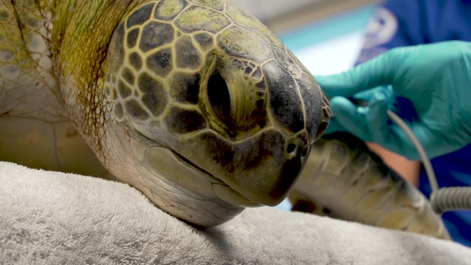 An injured sea turtle recovers at Clearwater Marine Aquarium.