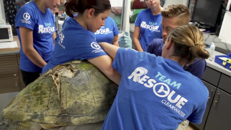 So far this year CMA has seen 33 turtles that have been affected by some kind of watercraft, unfortunately only four of them have actually came in alive."
