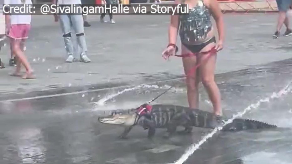 A girl takes an emotional support alligator on a stroll through a splashpad. 