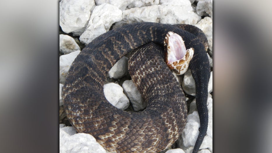 Photo: Native cottonmouth snake that had eaten an invasive Burmese python, which was implanted with a tracking device.