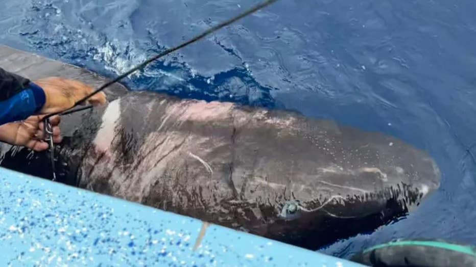 Photo: A Greenland shark was caught near a coral reef in Belize.