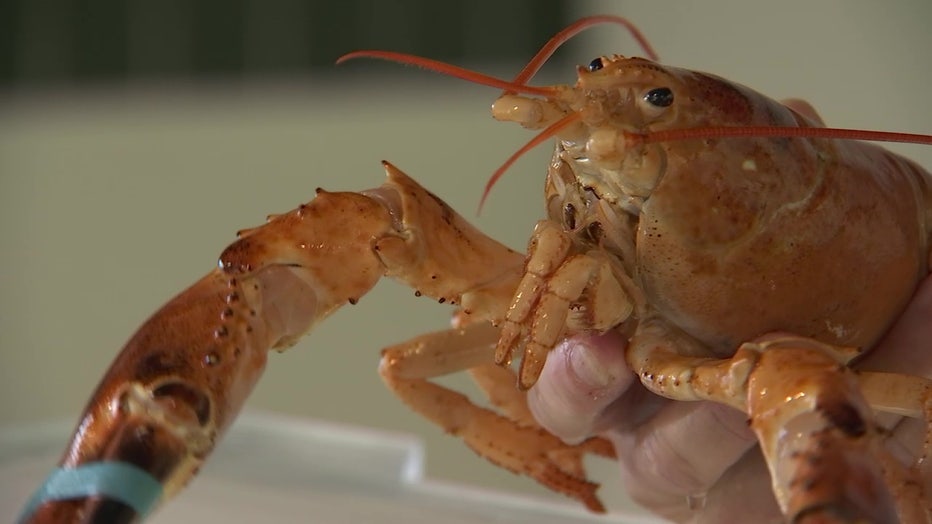 Photo: One of the two rare orange lobsters that were found in the same shipment to Whitney's Seafood Market in Hudson, Florida.