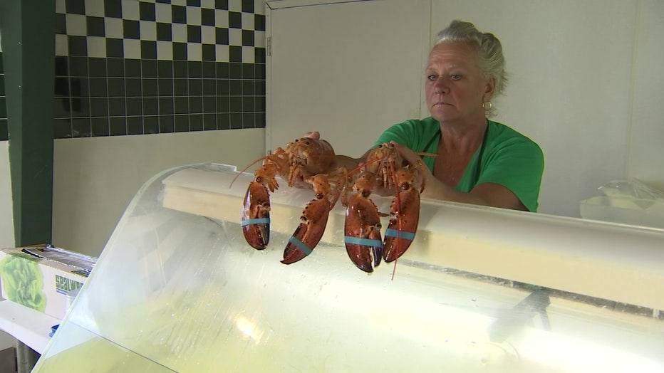 Photo: Two rare orange lobsters were found in the same shipment to Whitney's Seafood Market in Hudson, Florida.