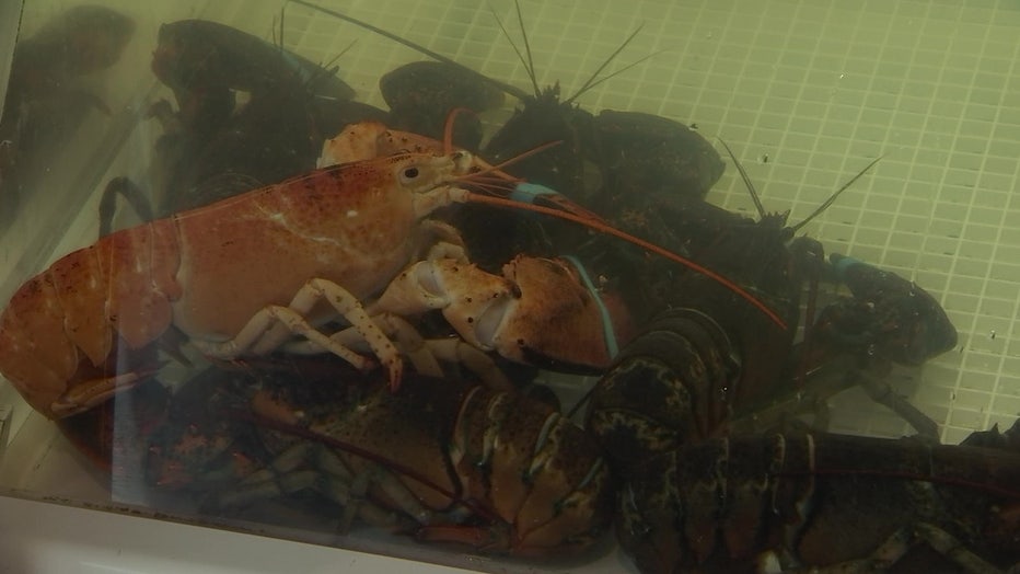 Photo: One of the two rare orange lobsters that were found in the same shipment to Whitney's Seafood Market in Hudson, Florida.