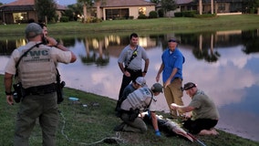 Alligator attacks 77-year-old Bradenton woman, FWC says